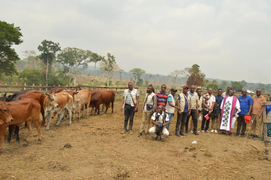 Ferme Lemba de la Caritas Kongolo : Acquisition des bœufs pour renforcer le secteur de la production animale avec l’élevage du gros bétail