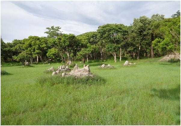 lubumbashi_foret_miombo-c95