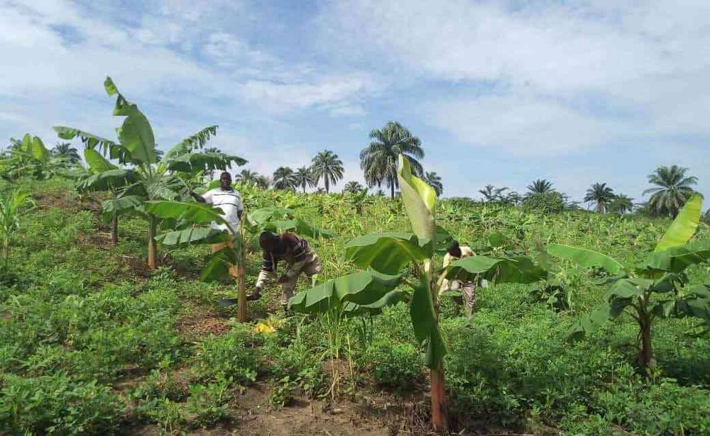 idiofa_bananiers-986