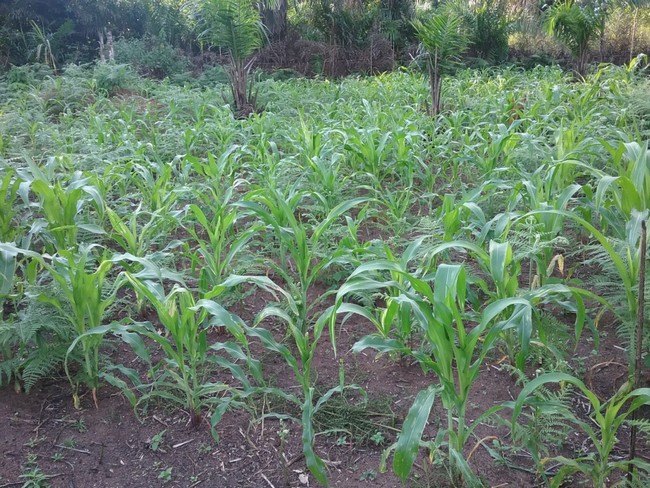 Un-Monde-Sans-Faim-mas-056