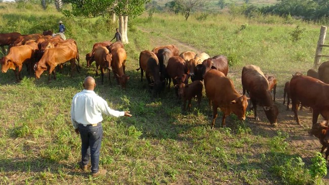 Mbujimayi-ferme-de-Katupila-8d4