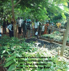 Ppinire-arbres-fruitiers-et-dessences-croissance-rapide-Gbadolite-1aa