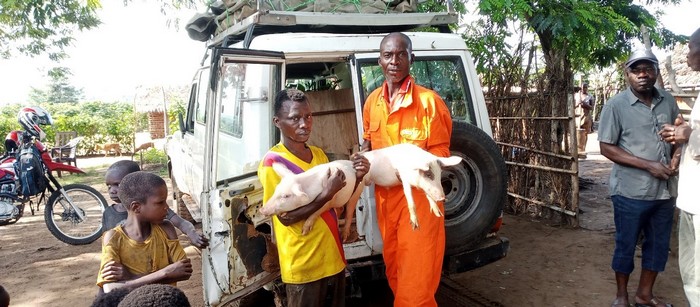 Kikwit-Elvage-porcin-de3