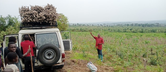 Kikwit_boutures_de_manioc-f65