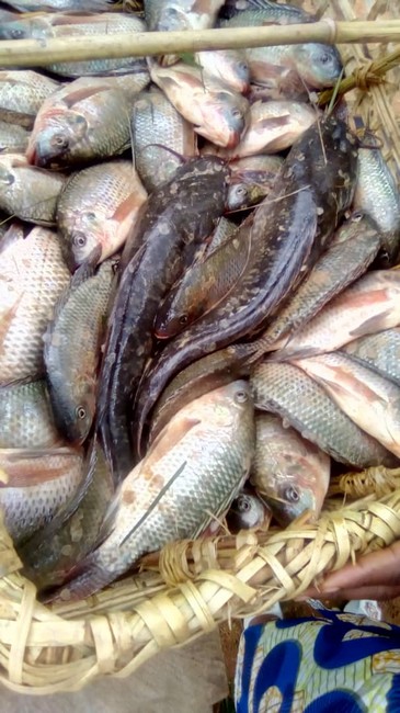 Poissons Tilapia, produit par la pisciculture