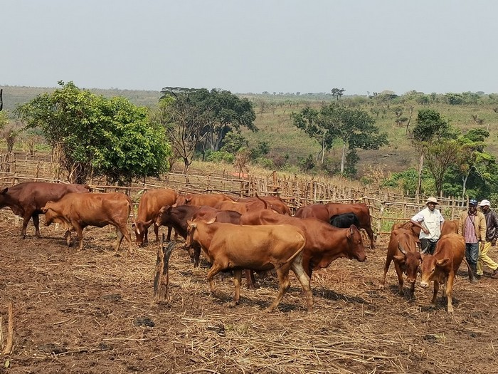 Vaches_ferme_Kongolo-09a