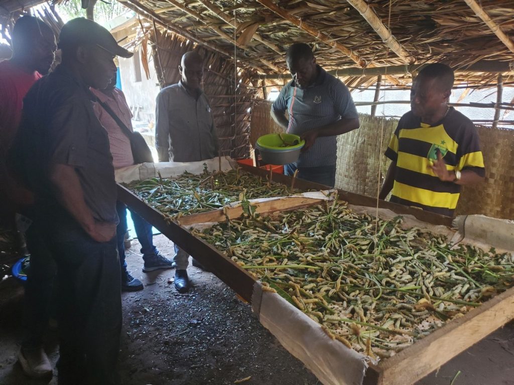 Mvululu élevage chenilles