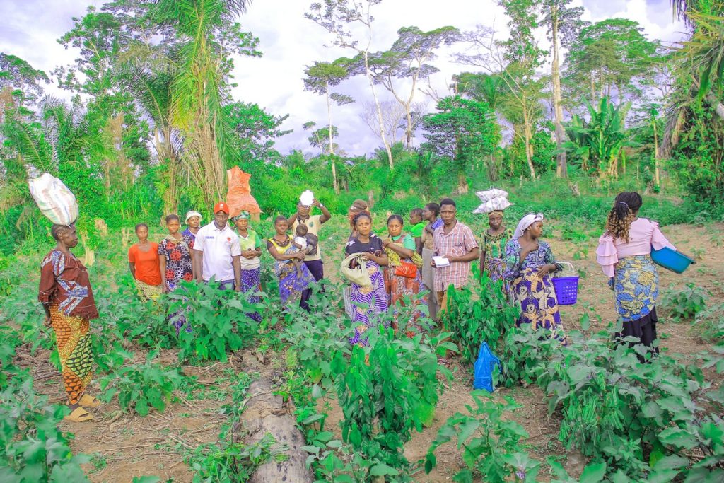 Wamba récolte aubergines à Mambasa