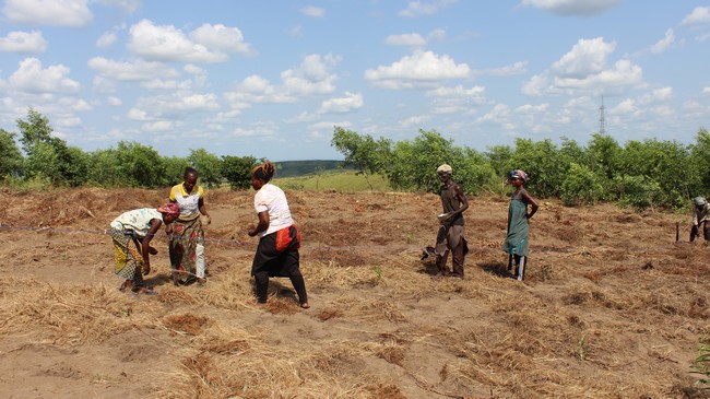 Des membres du CVD Selo plantant des arbres à croissance rapide sur le site de Gata Di Nkulu