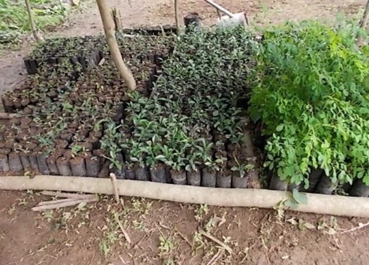 Pépinière de reboisement, œuvre du PSA Luozi