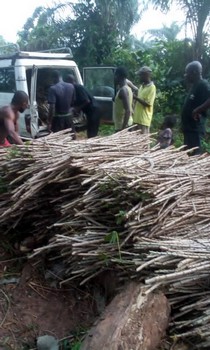 Décorticage du niébé au village Kindundu/OBC Ngemba
