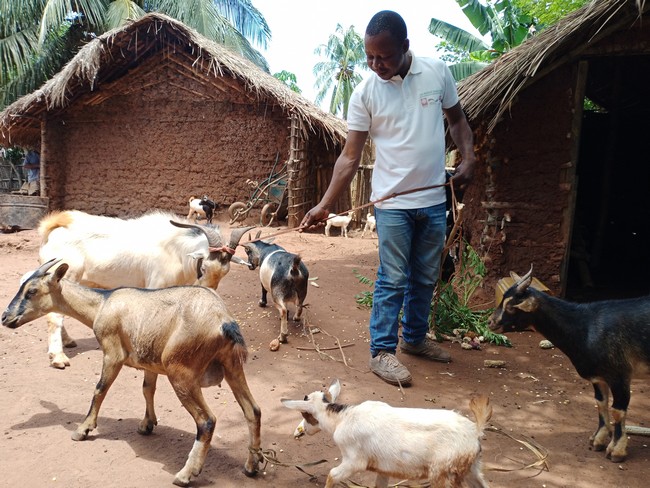Une vue des chèvres de l'OP Tosalisanaa