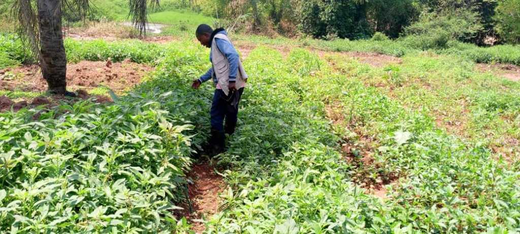 Jardin-jeune-RCJ2-282