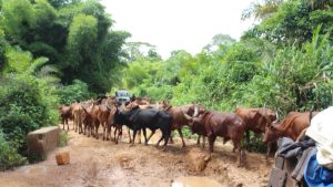 Vaches illustration